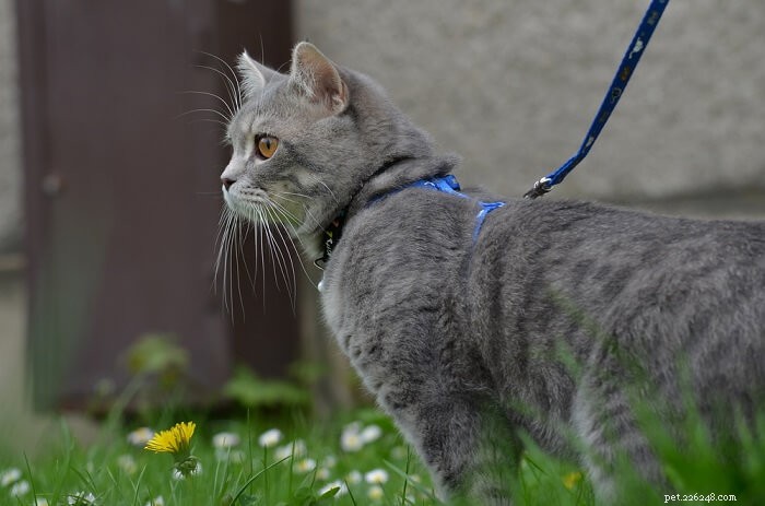 Train Your Cat to Walk on a Leash: A Step‑by‑Step Guide