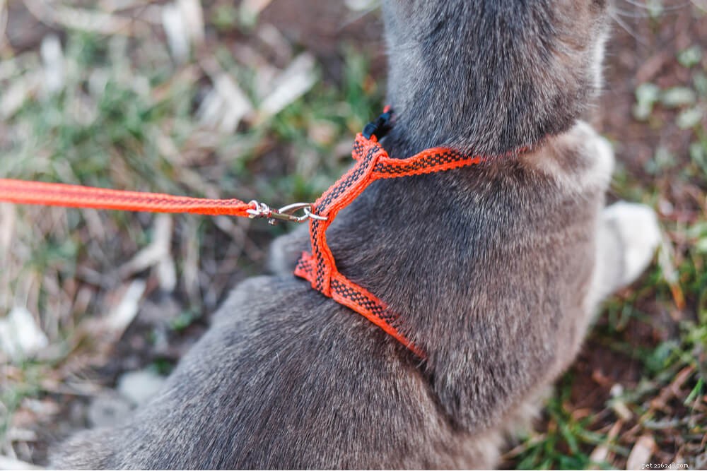 Train Your Cat to Walk on a Leash: A Step‑by‑Step Guide