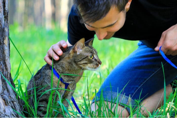 Train Your Cat to Walk on a Leash: A Step‑by‑Step Guide