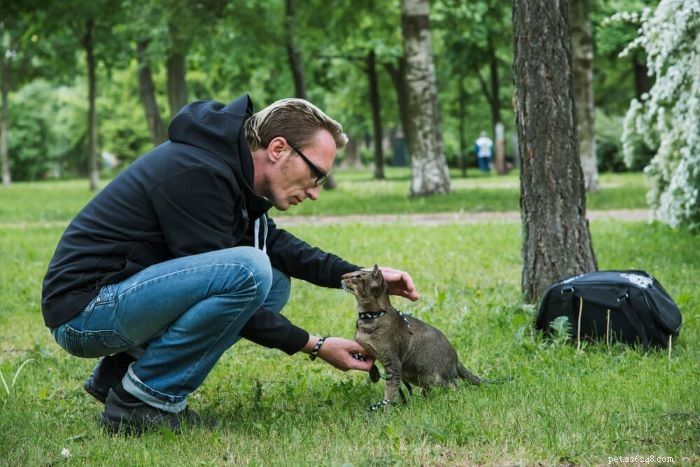 Train Your Cat to Walk on a Leash: A Step‑by‑Step Guide