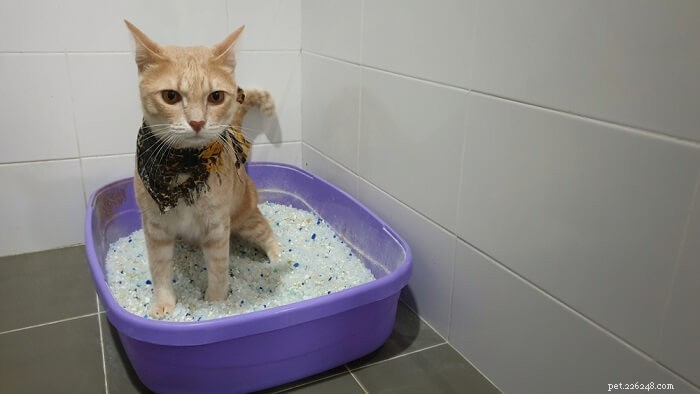 Top 6 Reasons Your Cat Leaves Poop Uncovered (and How to Fix It)