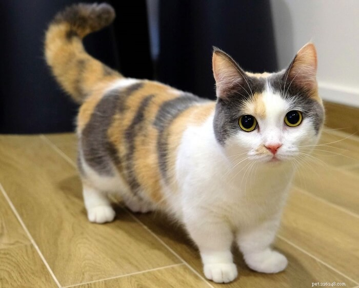 10 Clear Indicators Your Cat Is Too Clingy