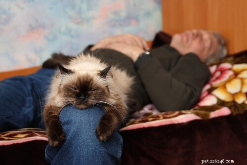 10 Clear Indicators Your Cat Is Too Clingy