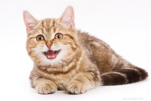 10 Clear Indicators Your Cat Is Too Clingy