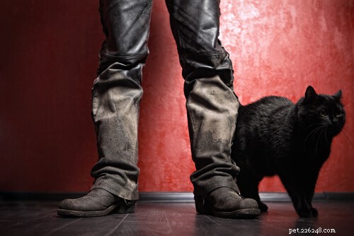 10 Clear Indicators Your Cat Is Too Clingy