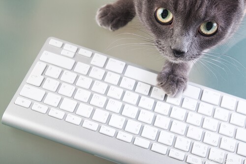 10 Clear Indicators Your Cat Is Too Clingy
