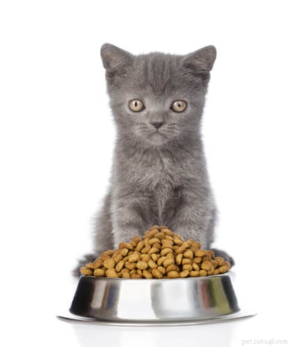 10 Clear Indicators Your Cat Is Too Clingy