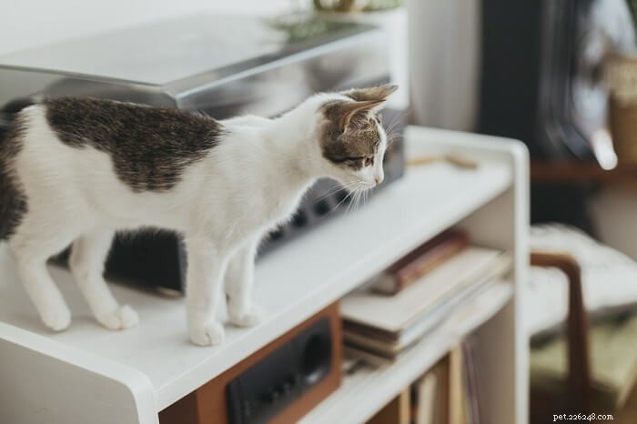 Vet‑Verified: 10 Cat Myths Unveiled – The Truth Behind Your Feline