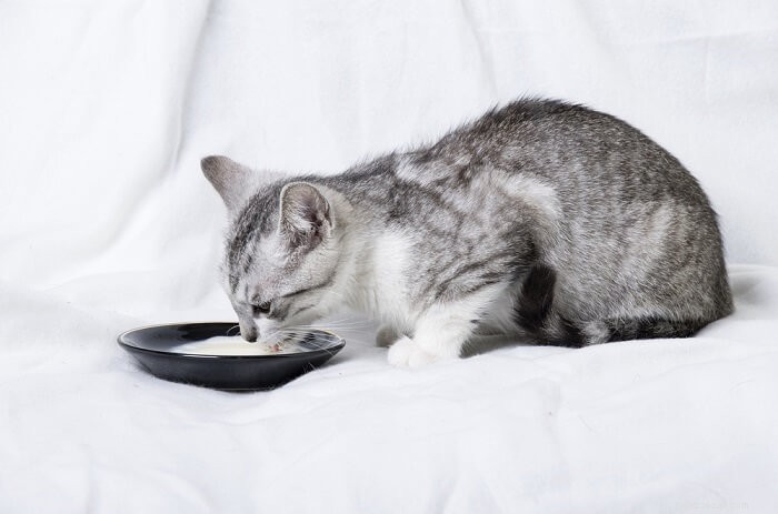 Vet‑Verified: 10 Cat Myths Unveiled – The Truth Behind Your Feline