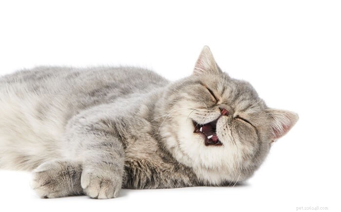 Vet‑Verified: 10 Cat Myths Unveiled – The Truth Behind Your Feline