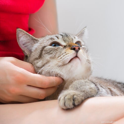 10 Clear Indicators Your Cat Is Too Clingy