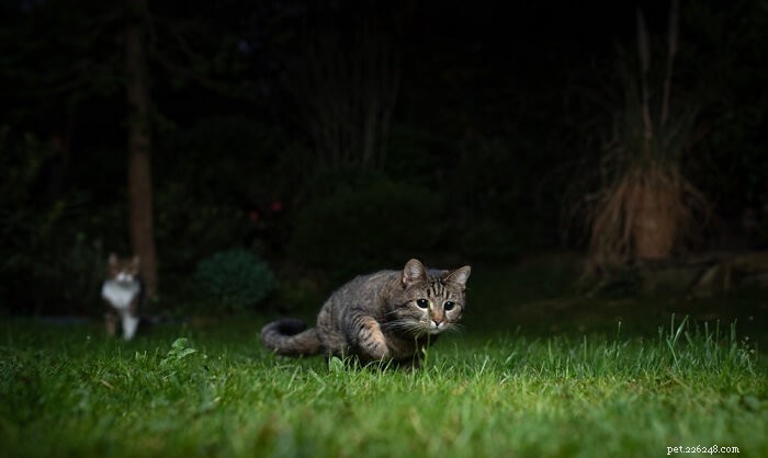 Vet‑Verified: 10 Cat Myths Unveiled – The Truth Behind Your Feline
