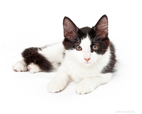 Is Your Cat Feeling Lonely? 7 Key Indicators You Shouldn t Ignore