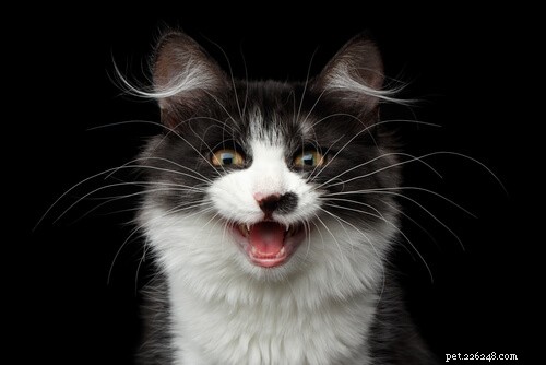 Is Your Cat Feeling Lonely? 7 Key Indicators You Shouldn t Ignore