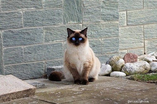 Is Your Cat Feeling Lonely? 7 Key Indicators You Shouldn t Ignore