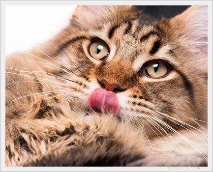 Is Your Cat Feeling Lonely? 7 Key Indicators You Shouldn t Ignore