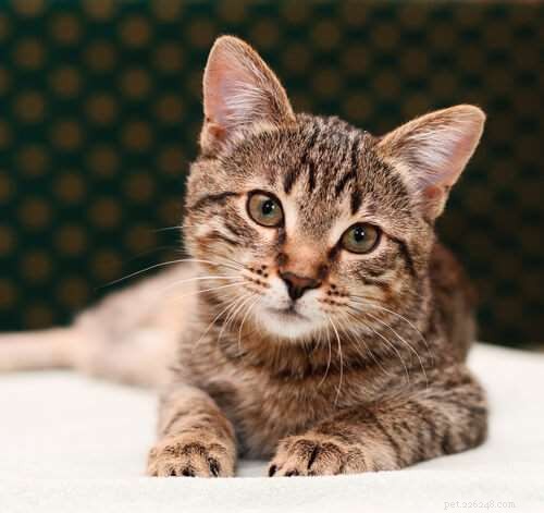 Is Your Cat Feeling Lonely? 7 Key Indicators You Shouldn t Ignore