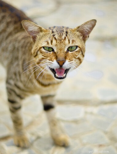 Is Your Cat Feeling Lonely? 7 Key Indicators You Shouldn t Ignore