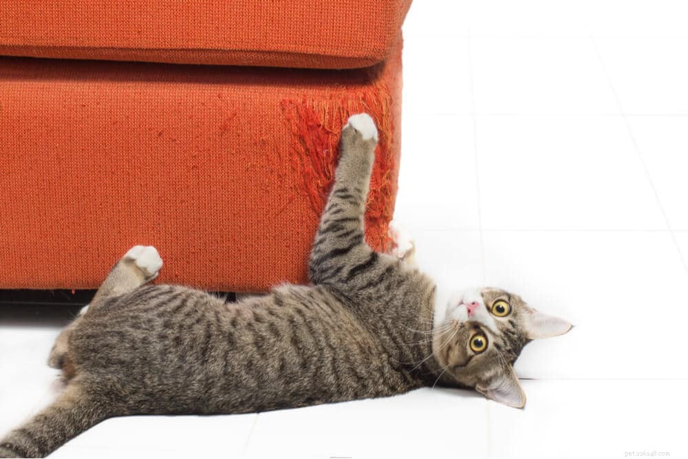 How to Keep Your Furniture Safe: Stop Cats from Scratching