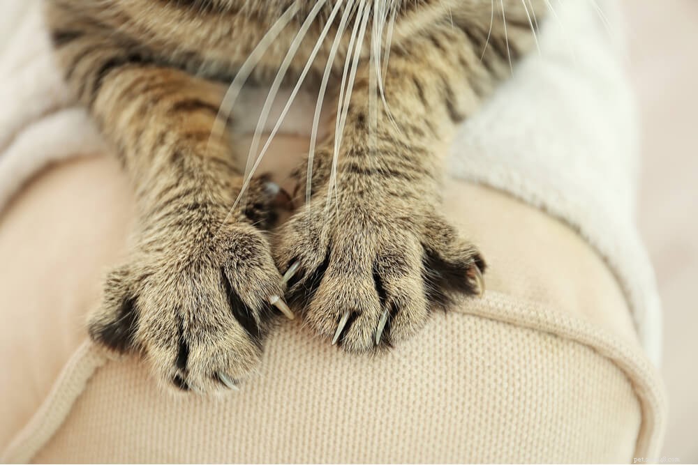 How to Keep Your Furniture Safe: Stop Cats from Scratching