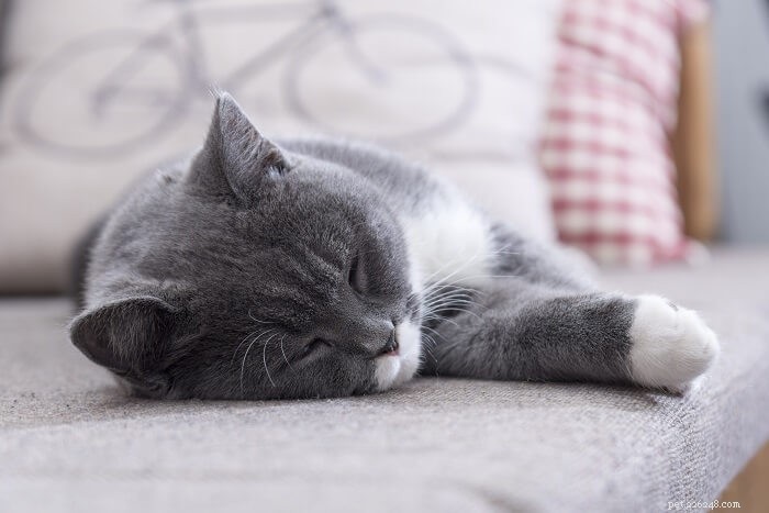 Introducing a New Cat: A Step‑by‑Step Guide for a Smooth Transition