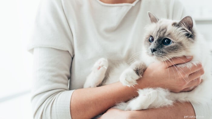 Introducing a New Cat: A Step‑by‑Step Guide for a Smooth Transition