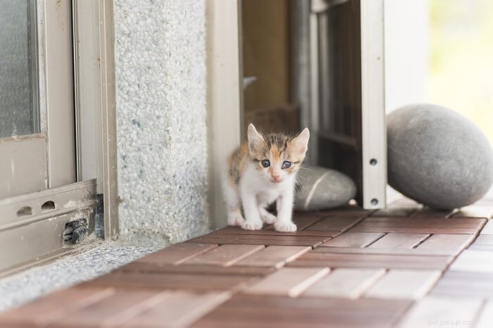 Introducing a New Cat: A Step‑by‑Step Guide for a Smooth Transition