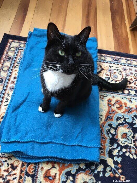 Easy Ways to Get Your Cat Comfortable in a Carrier