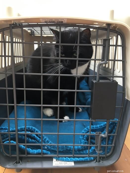 Easy Ways to Get Your Cat Comfortable in a Carrier