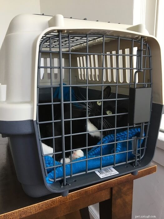 Easy Ways to Get Your Cat Comfortable in a Carrier