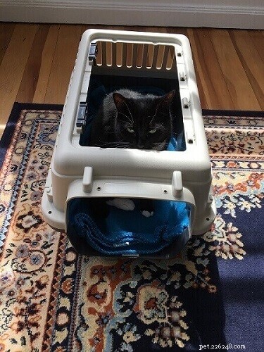 Easy Ways to Get Your Cat Comfortable in a Carrier