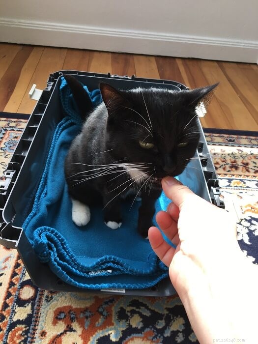 Easy Ways to Get Your Cat Comfortable in a Carrier