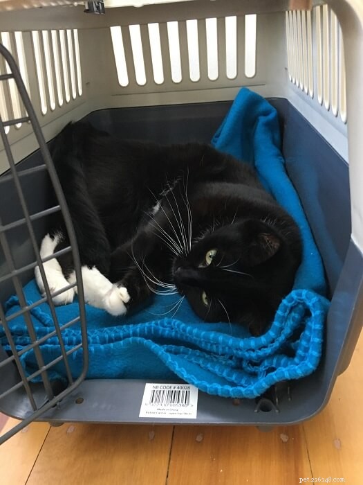 Easy Ways to Get Your Cat Comfortable in a Carrier