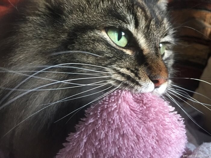 Understanding Adult Cat Suckling: 6 Key Causes Explained