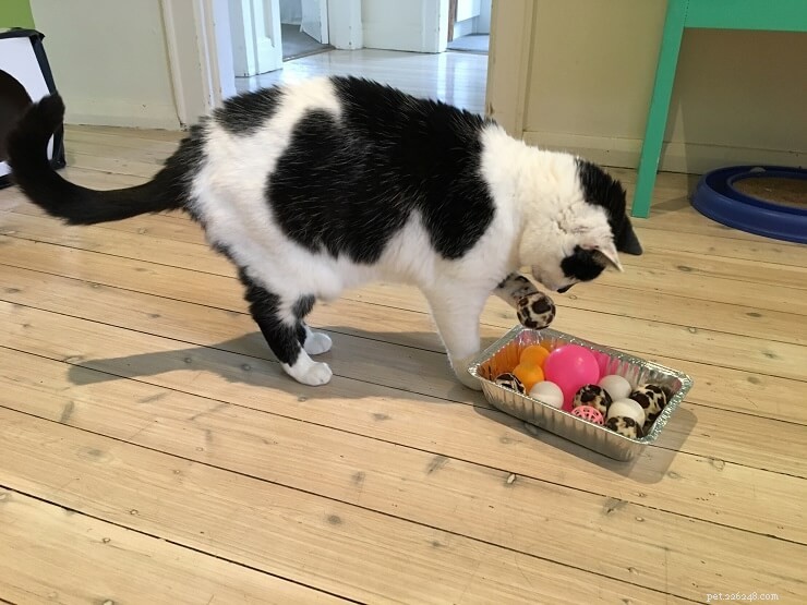 Understanding Adult Cat Suckling: 6 Key Causes Explained