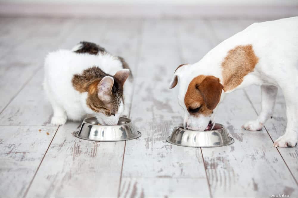 Is It Safe for Cats to Eat Dog Food? Insights from a Veterinarian