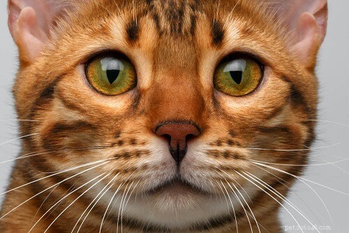 Recognizing Cat Depression: Key Signs, Symptoms, and Proven Ways to Help