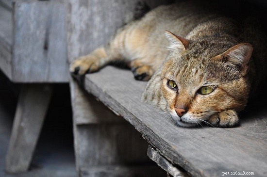Recognizing Cat Depression: Key Signs, Symptoms, and Proven Ways to Help
