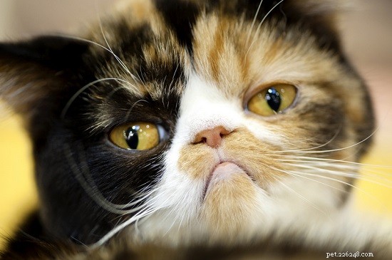 Recognizing Cat Depression: Key Signs, Symptoms, and Proven Ways to Help