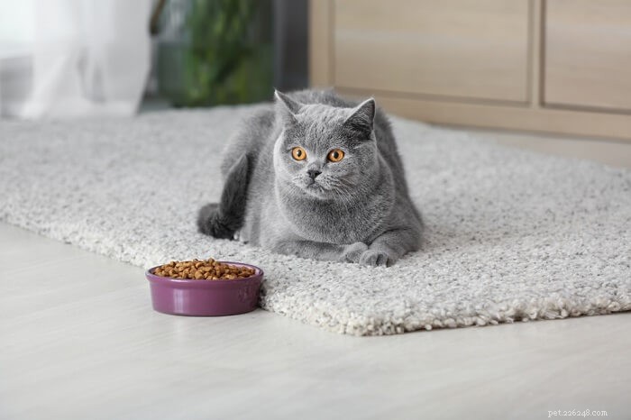 Digestive Enzymes for Cats: A Complete Guide to Health & Nutrition