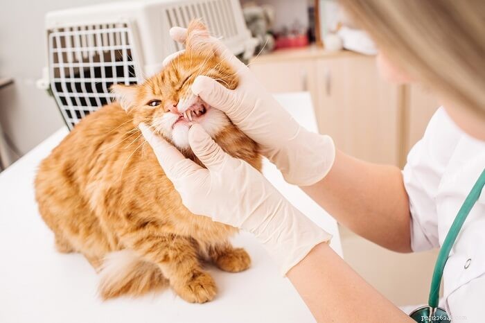 Expert Guide to Cat Dental Care: Cleaning, Prevention & Health