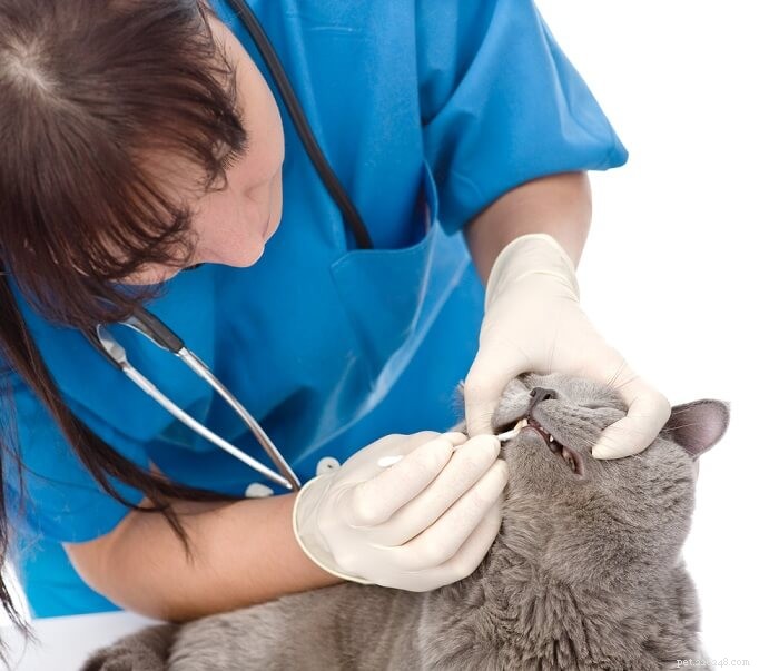 Expert Guide to Cat Dental Care: Cleaning, Prevention & Health