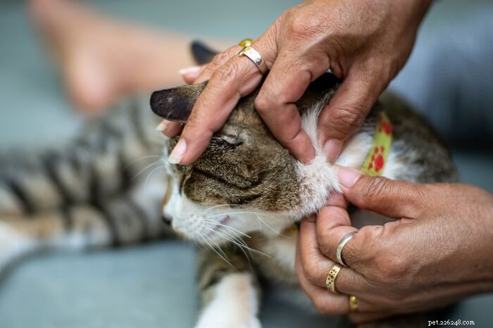 Effective Steps to Remove Fleas from Your Cat Safely