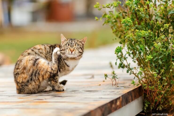 Effective Steps to Remove Fleas from Your Cat Safely