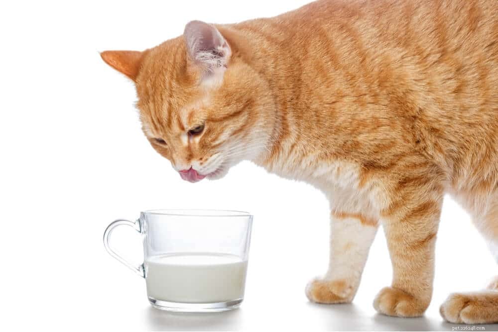 Milk for Cats: Health Benefits, Risks, and Safer Alternatives