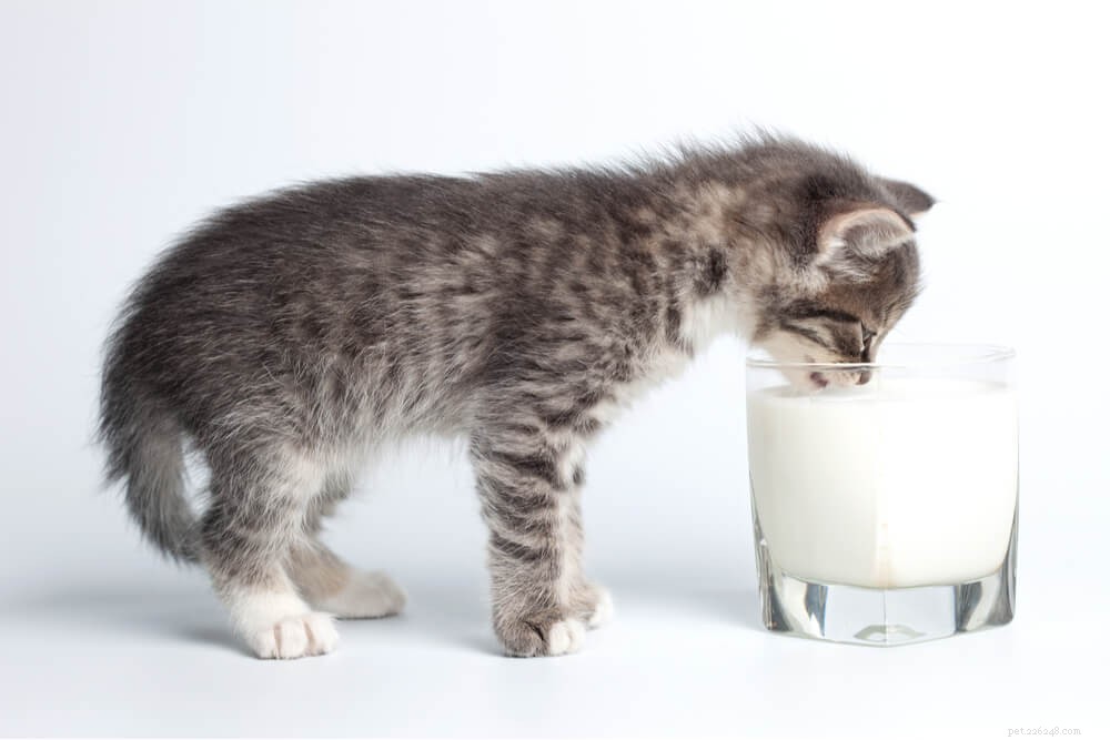 Milk for Cats: Health Benefits, Risks, and Safer Alternatives