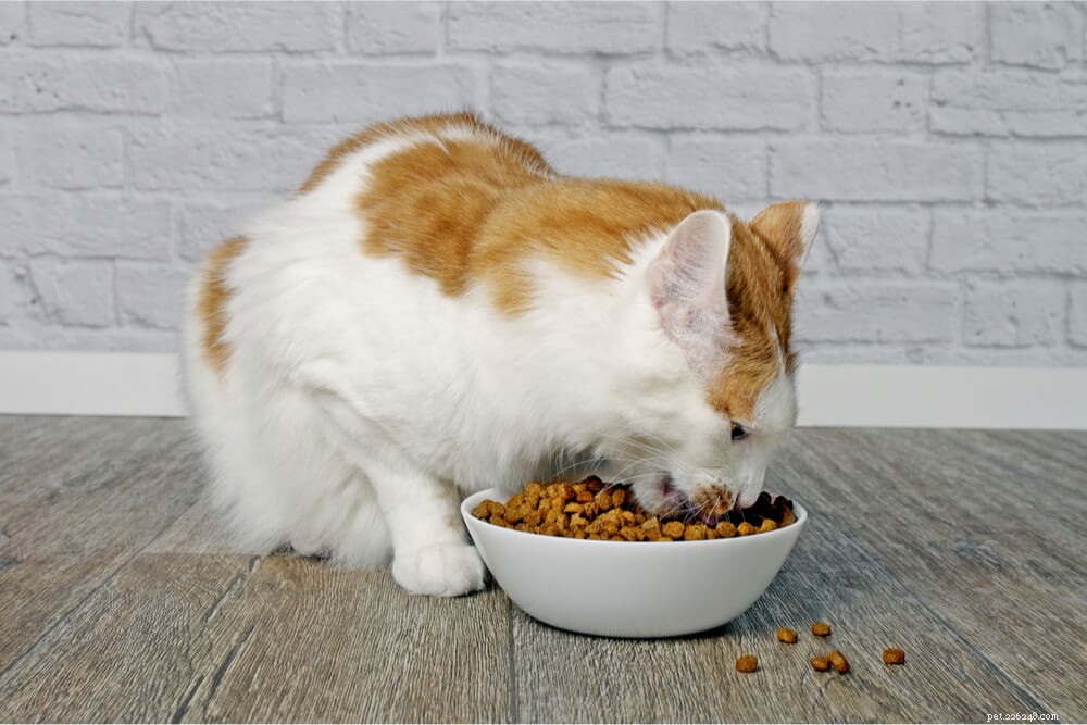 Choosing the Right Food for Your Cat: A Comprehensive Guide to Wet vs. Dry Cat Food