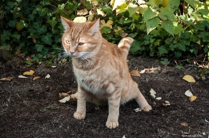 Veterinary‑Approved Cat Stool Chart: How to Interpret Your Cat’s Digestive Health