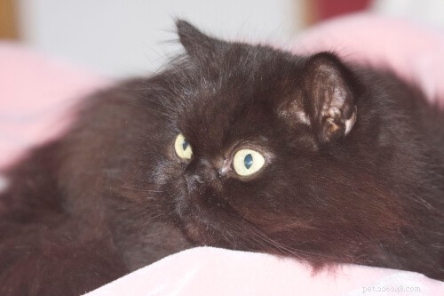 Comprehensive Persian Cat Feeding Guide: Moisture‑Rich Diets & Essential Nutrition Tips
