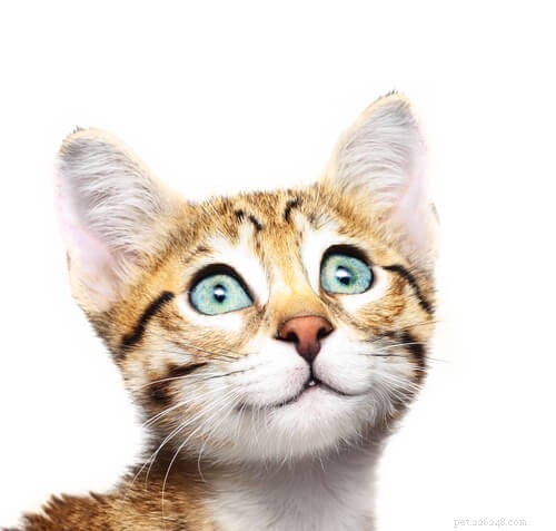 When Do Cats Reach Their Full Size? A Comprehensive Guide